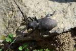 Morimus asper asper