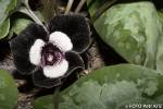 Asarum magnificum