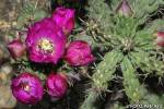 Cylindropuntia imbricata