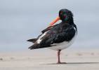 Haematopus finschi