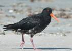 Haematopus unicolor - ústřičník proměnlivý