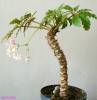 Begonia carolineifolia