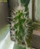 Grusonia bradtiana