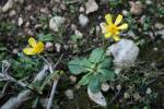 Ranunculus bullatus