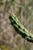 Austrocylindropuntia subulata - opuncie větevnatá