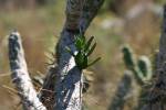 Austrocylindropuntia subulata - opuncie větevnatá