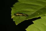 Chrysanthia geniculata geniculata