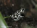 Excidobates mysteriosus - Marañón Poison Frog