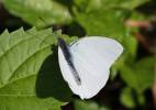 Appias drusilla boydi