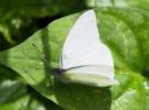 Appias drusilla boydi