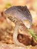 Hydropus floccipes