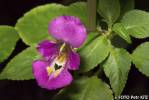 Impatiens balsamina - netýkavka balzamína