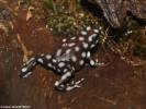 Excidobates mysteriosus - Marañón Poison Frog