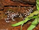 Excidobates mysteriosus - Marañón Poison Frog
