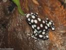 Excidobates mysteriosus - Marañón Poison Frog
