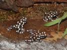 Excidobates mysteriosus - Marañón Poison Frog