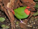 Erythrura psittacea - Red-throated Parrotfinch