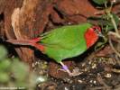 Erythrura psittacea - Red-throated Parrotfinch