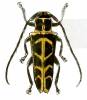 Glenea calypso