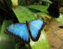 Morpho helenor peleides
