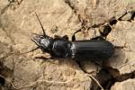 Pterostichus cylindricus
