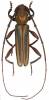 Xystrocera dispar