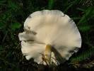 Polyporus rhizophilus
