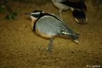 Pluvianus aegyptius - Egyptian Plover