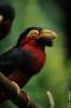 Lybius dubius - Bearded Barbet