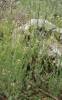 Arabis auriculata - huseník ouškatý
