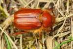 Holochelus aequinoctialis - chroustek jarní