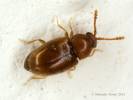 Atomaria lewisi