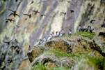 Aethia cristatella - Crested Auklet