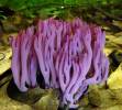 Clavaria zollingeri - Violet Coral
