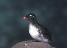 Aethia psittacula - Parakeet Auklet