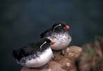 Aethia psittacula - Parakeet Auklet