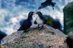 Aethia psittacula - Parakeet Auklet