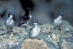 Aethia pusilla - Least Auklet