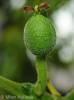Juglans regia - ořešák královský