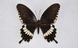Papilio polytes romulus