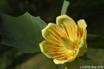 Liriodendron tulipifera - liliovník tulipánokvětý