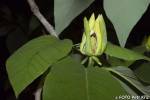 Magnolia acuminata - šácholan zašpičatělý