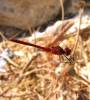 Crocothemis sanguinolenta