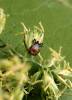 Ixodes ricinus - klíště obecné