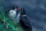Aethia psittacula - Parakeet Auklet