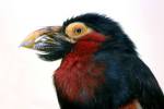 Lybius dubius - Bearded Barbet