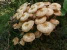 Armillaria gallica - václavka hlíznatá