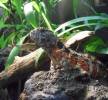 Shinisaurus crocodilurus - krokodýlovec čínský