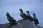 Aethia cristatella - Crested Auklet