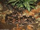 Bitis gabonica rhinoceros - zmije gabunská nosorožčí